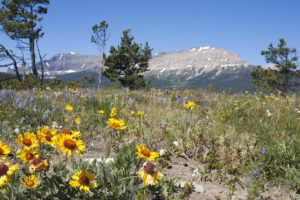 summer flowers at Glacier