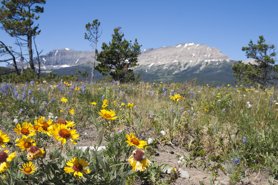summer flowers at Glacier