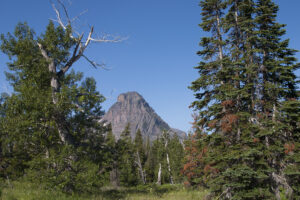 mountain through trees