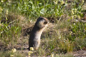 prairie dog