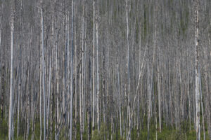 straight up trees packed closely together