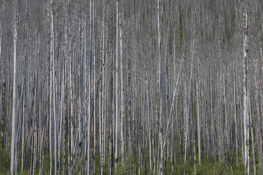 straight up trees packed closely together