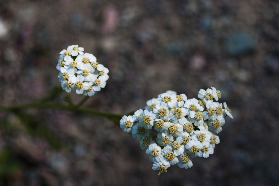 white flowers