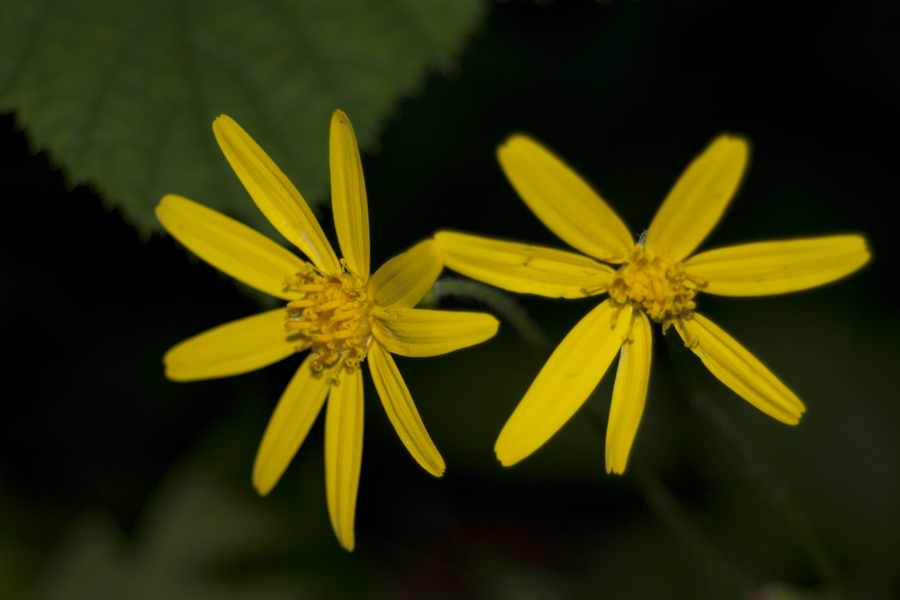 yellow flowers