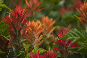 red and orange flowers