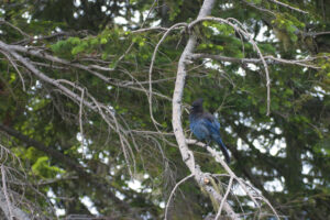 scrub jay