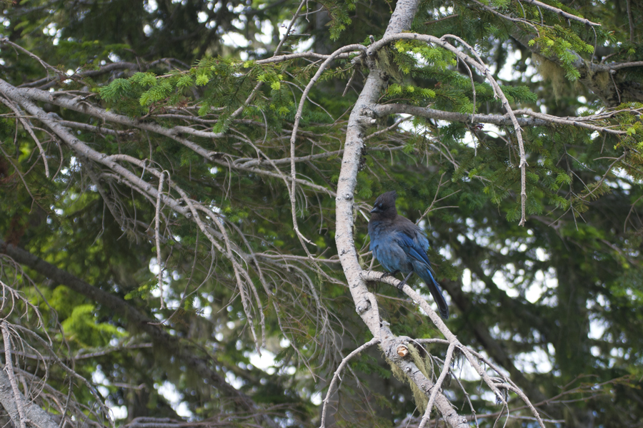 scrub jay