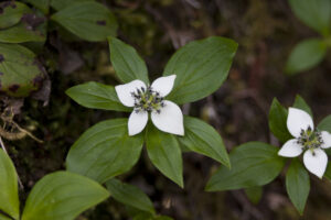 white flower
