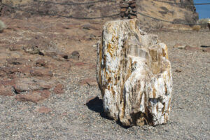 petrified wood