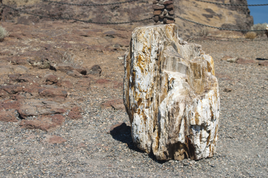 petrified wood
