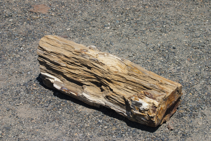 petrified log