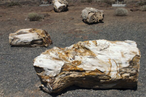 petrified logs