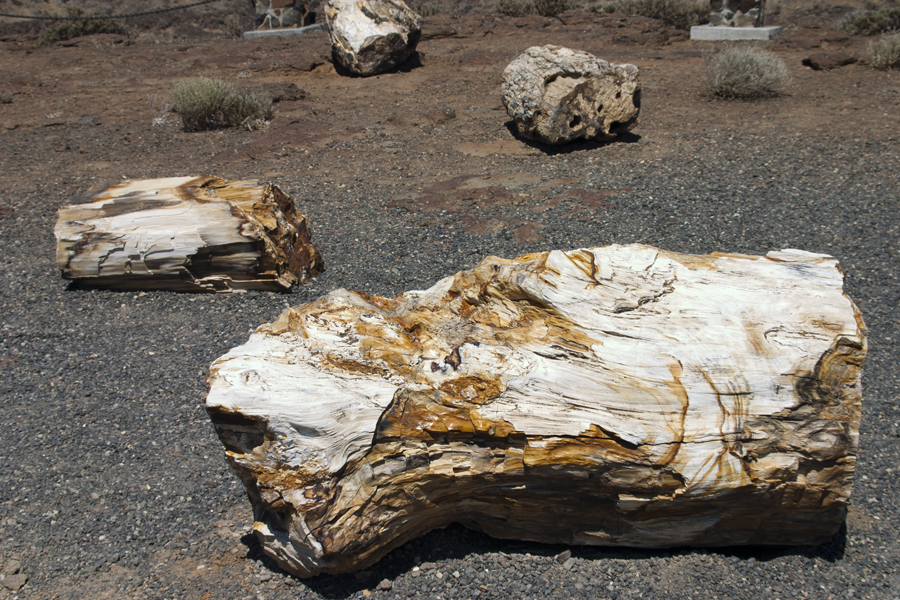 petrified logs
