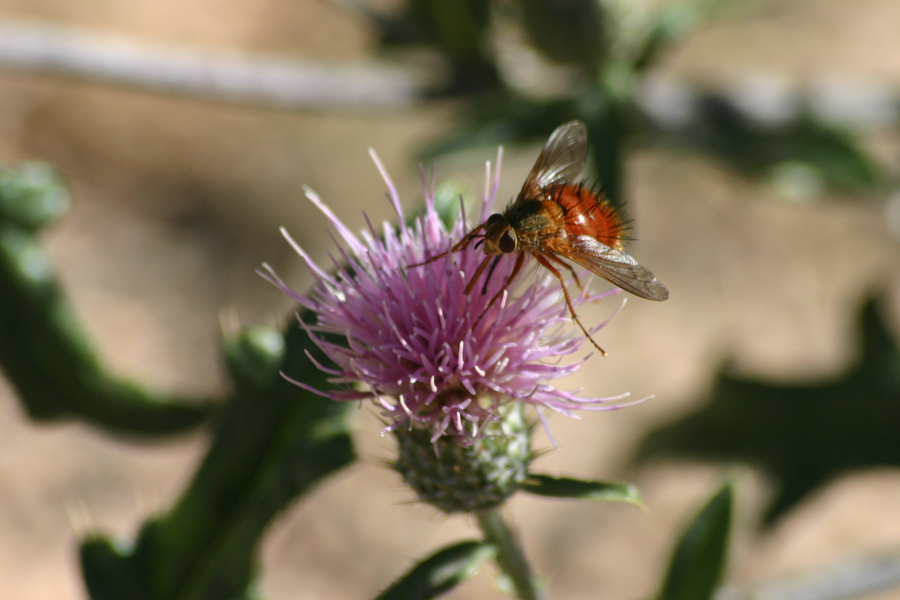 fly on flower