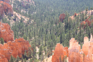 hoodoos and trees