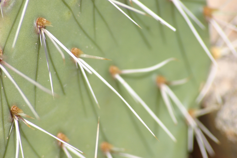 cactus closeup