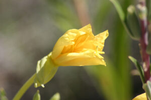 yellow flower