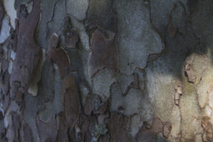 sycamore bark