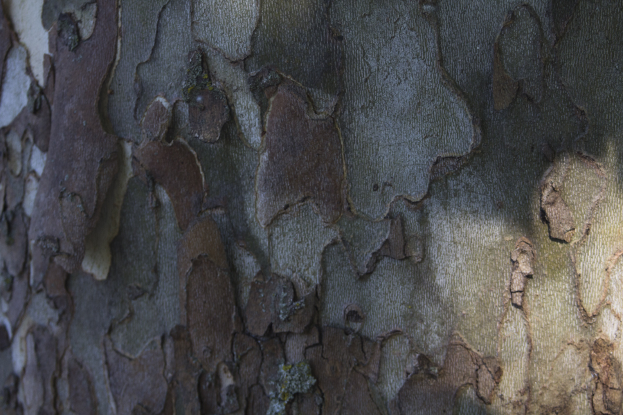 sycamore bark