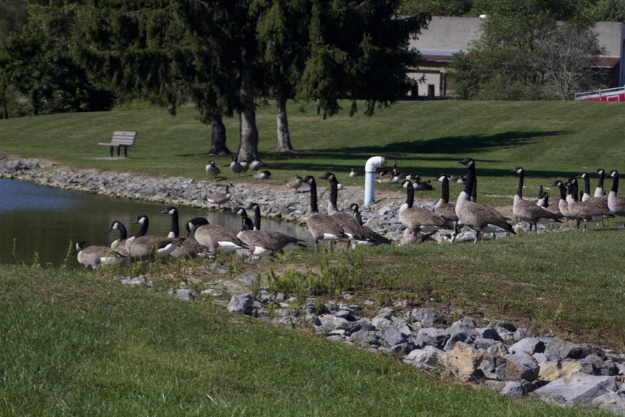 Canada geese