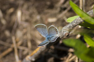 blue butterfly