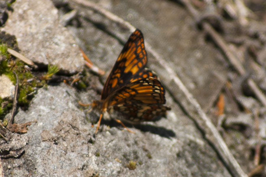 bright orange butterfly