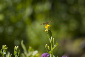 butterfly on yellow flower