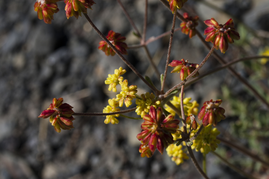 yellow and red flowers