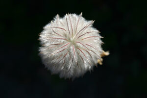 pink and white puffy flower