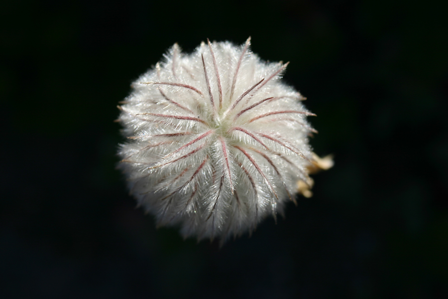 pink and white puffy flower