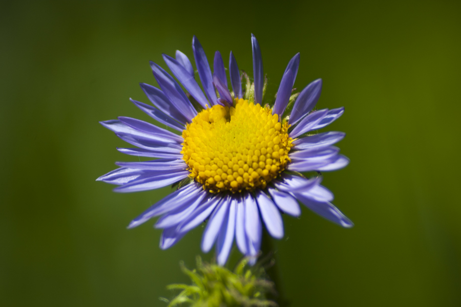 purple flower with yellow center