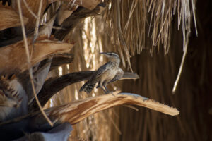 cactus wren
