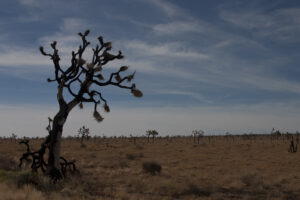 Joshua trees