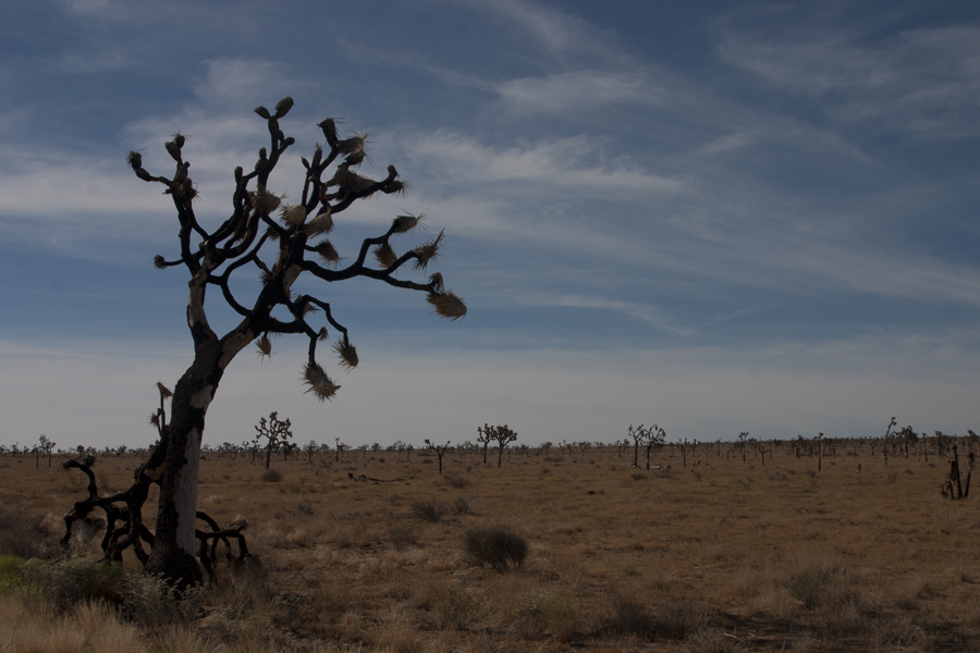 Joshua trees