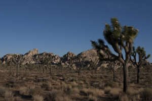 Joshua trees