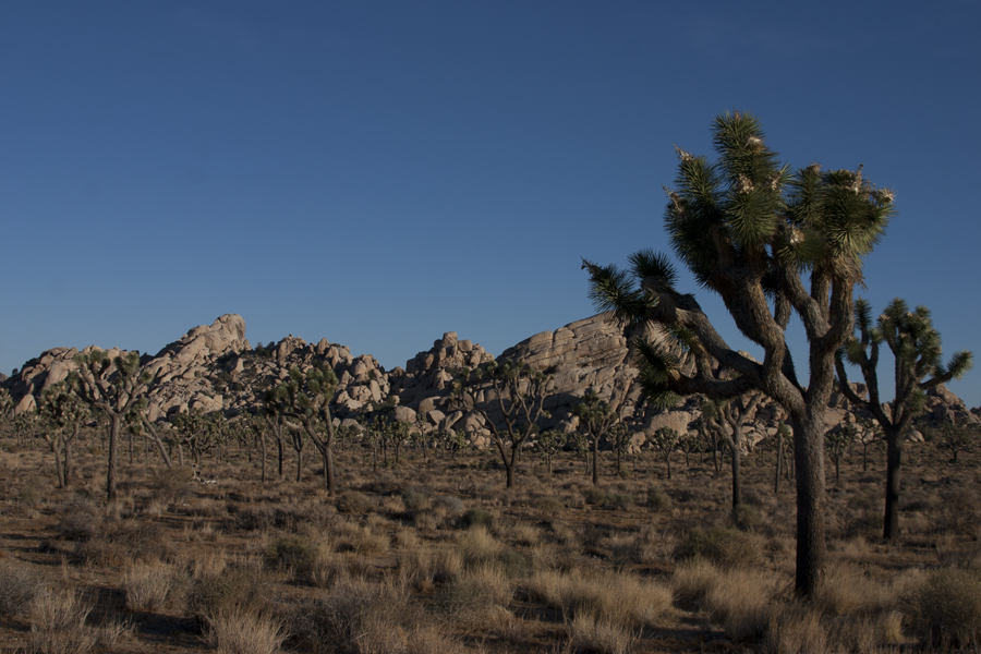 Joshua trees