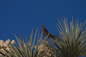 bird in a cactus