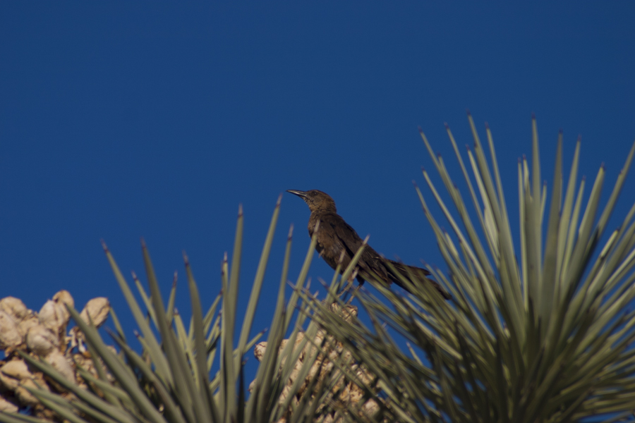 bird in a cactus