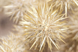 cholla cactus