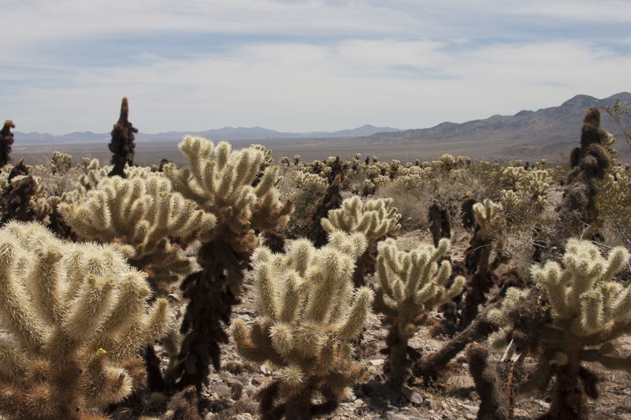Cholla cactus garden