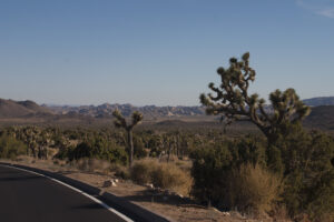 Joshua trees and a mountain background