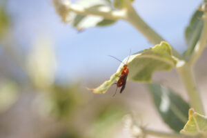 insect on leaf