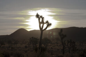 sun behind a Joshua tree