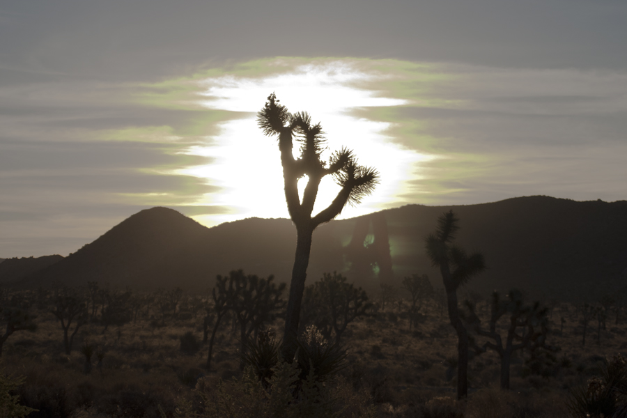 sun behind a Joshua tree