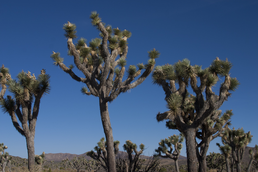 Joshua trees