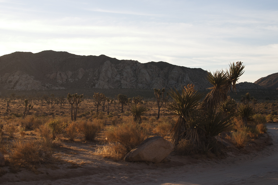 field of Joshua Trees