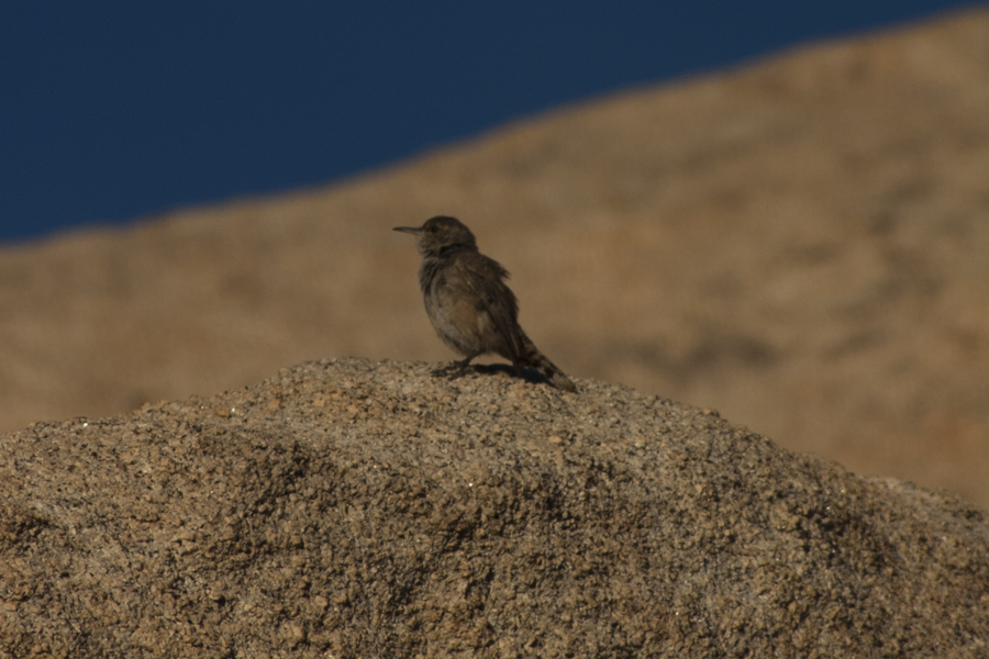 bird on a rock