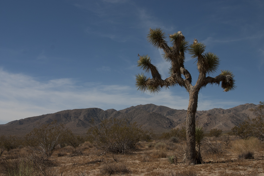 Joshua Tree National Park