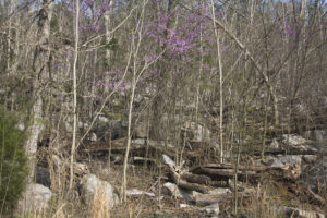 spring blossoms in the forest