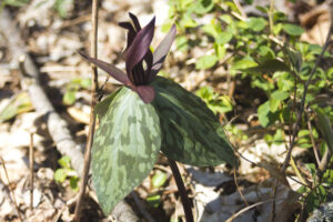trout lily